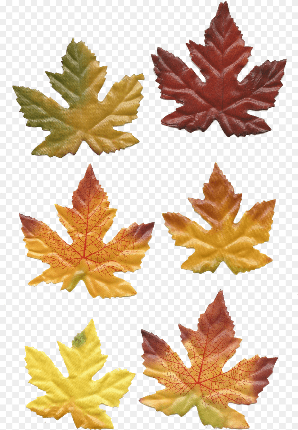Leaves Are Falling Pumpkins Are Picked And Thanksgiving39s Fall Decorations Printable, Leaf, Plant, Tree, Maple Free Png Download