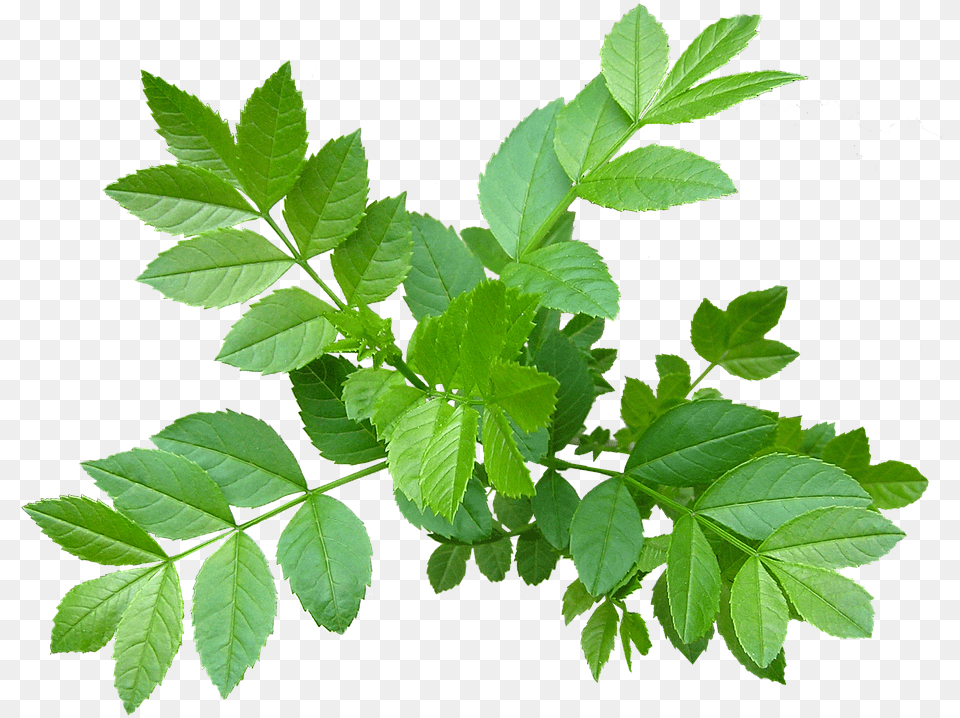 Leaves Ash Tree New Shoots, Herbal, Herbs, Leaf, Plant Free Png Download