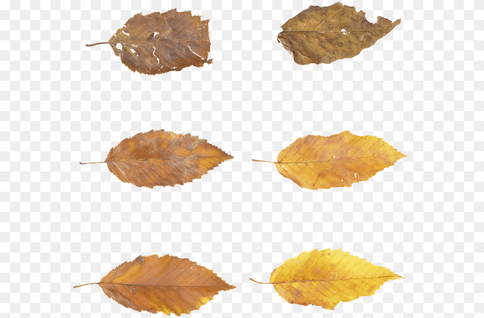 Leaves Autumn Fall Brown Forest Tree Nature Autumn, Leaf, Plant Free Transparent Png