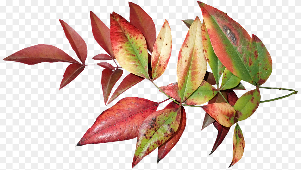 Leaves Autumn Fall Colorful Foliage Nature Folhagem Colorida, Leaf, Plant, Tree, Annonaceae Free Transparent Png