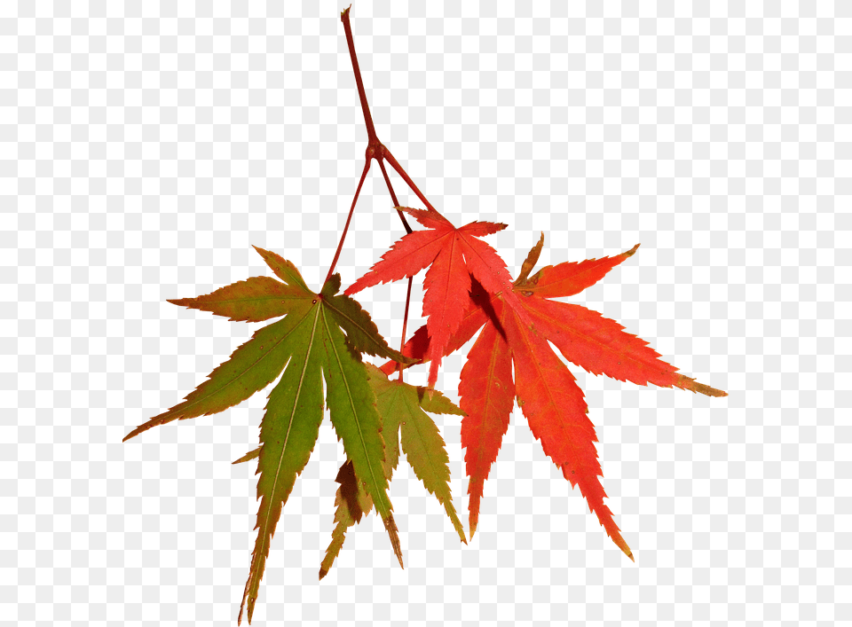Leaves Autumn Fall Maple Tree Nature Maple Leaf, Plant Png Image