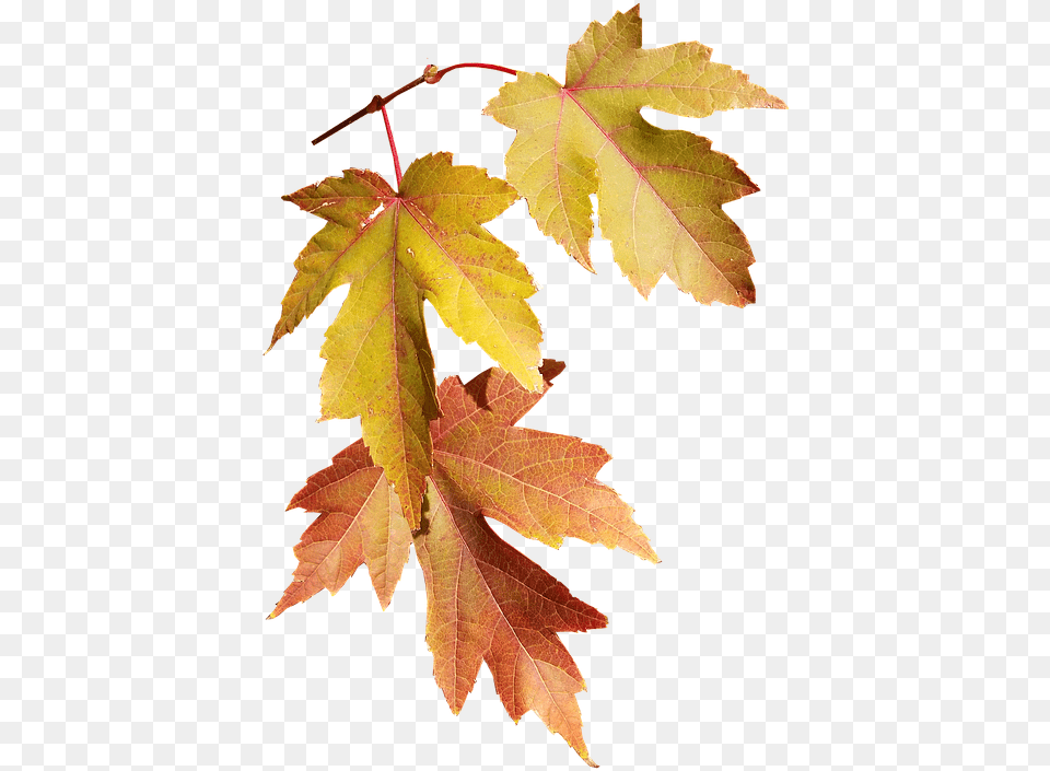 Leaves Autumn Fall Nature Season Fall Season, Leaf, Maple, Plant, Tree Png