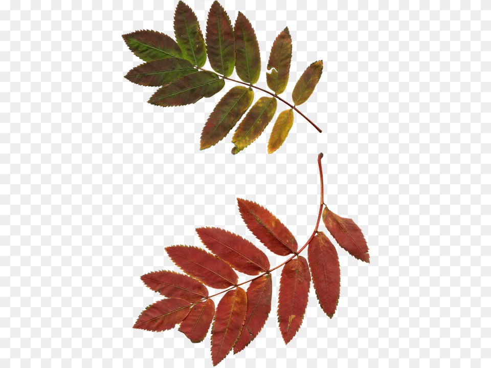 Leaves Autumn Leaves Rowan Clipart Nature Plant Sprig Of Rowan, Leaf, Herbal, Herbs, Tree Free Png Download