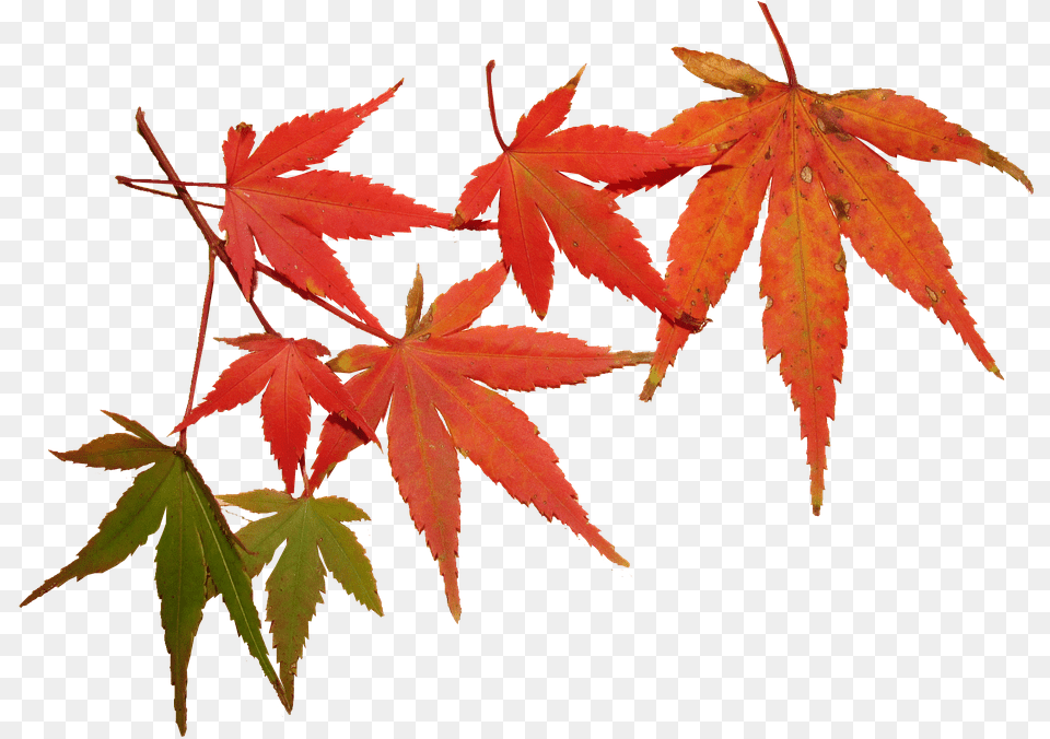Leaves Autumn Tree Maple Seasonal Foliage Feuilles Automne, Leaf, Plant Free Png