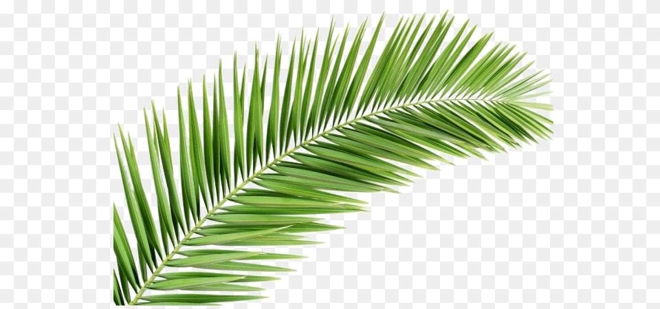 Leaves Background Palm Frond Transparent, Green, Leaf, Plant, Tree Free Png
