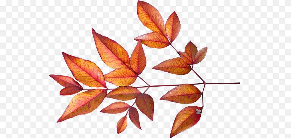 Leaves Bamboo Autumn Fall Garden Autumn, Leaf, Plant, Tree, Annonaceae Free Transparent Png
