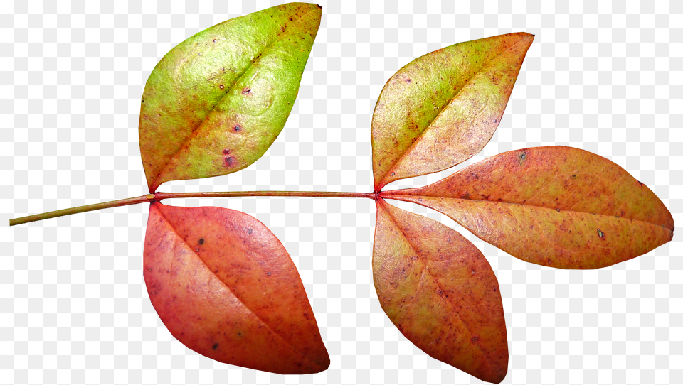 Leaves Bamboo Autumn Fall Plant Nature Garden Autumn, Leaf, Tree, Food, Fruit Free Transparent Png