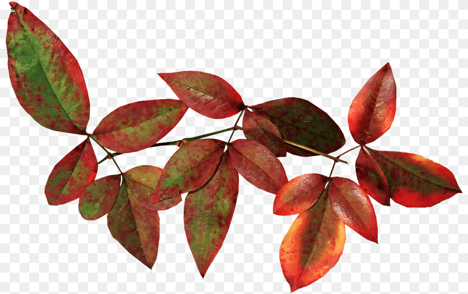 Leaves Bamboo Nandina Autumn Fall Nature Garden Riberry, Leaf, Plant, Tree Free Transparent Png