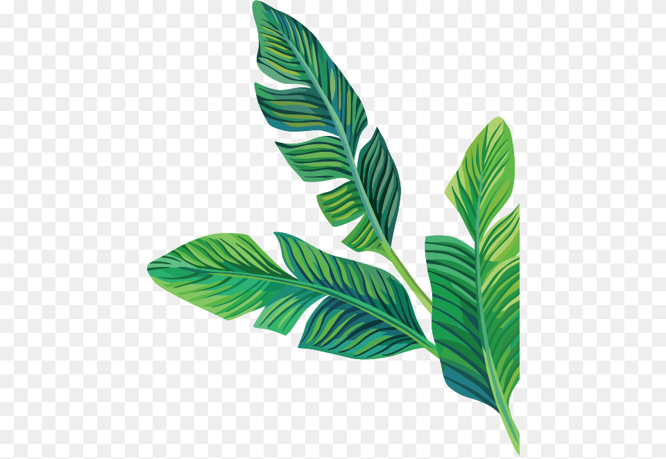 Leaves Bananaleaves Tropical Freetoedit, Leaf, Plant, Annonaceae, Tree Free Transparent Png