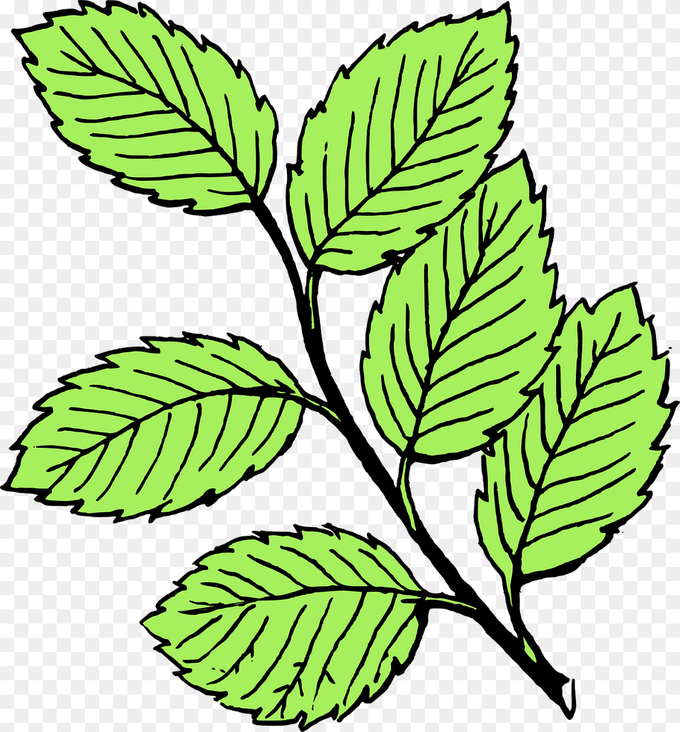 Leaves Black And White, Leaf, Plant, Herbs, Mint Png Image