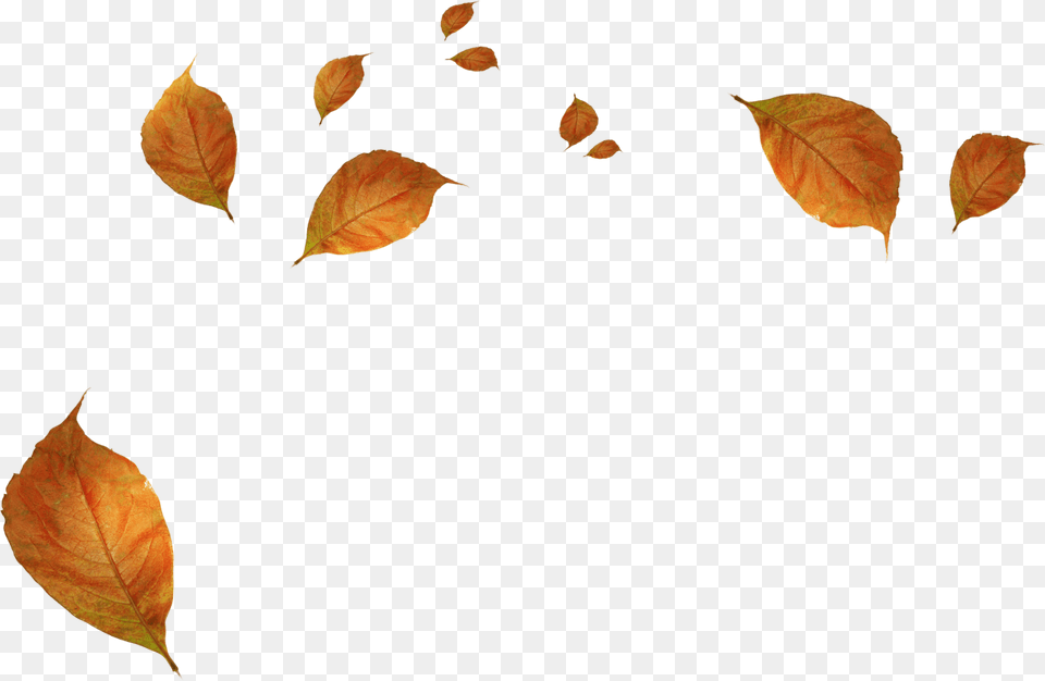 Leaves Blowing Clip Art, Leaf, Plant, Tree Free Png