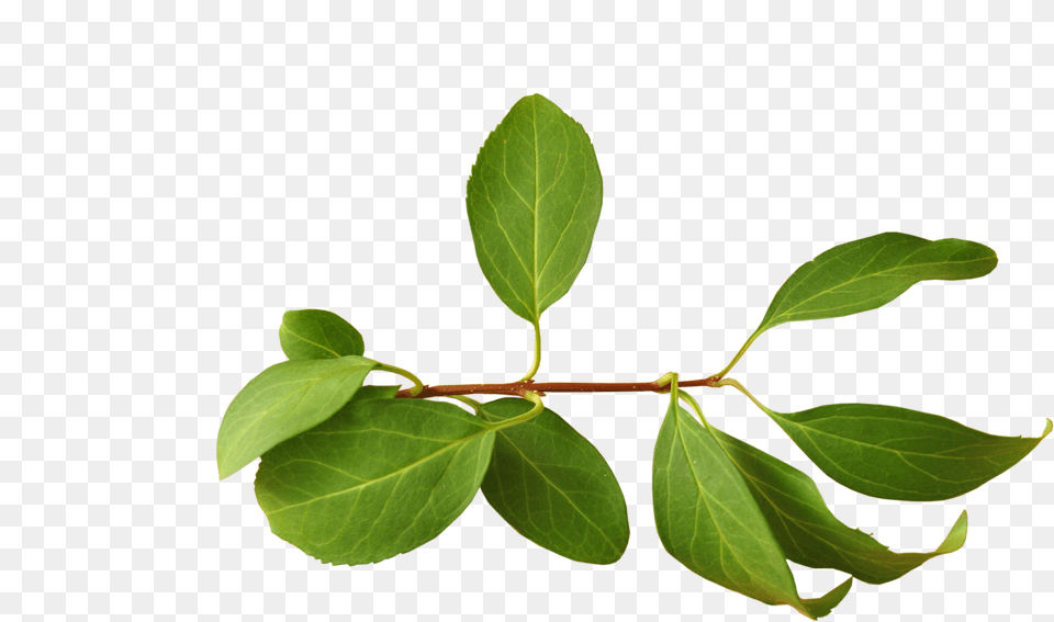 Leaves Branch With Leaves, Leaf, Plant, Tree, Annonaceae Free Png