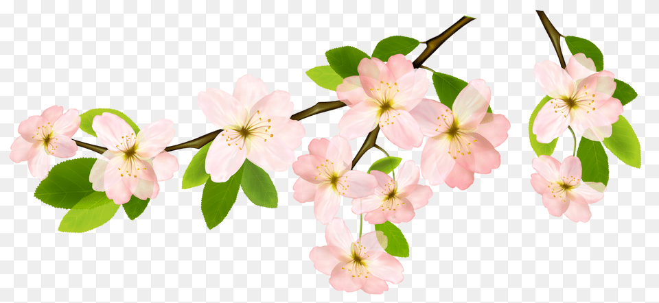 Leaves Branches Clip Art, Flower, Plant, Cherry Blossom, Petal Free Png Download
