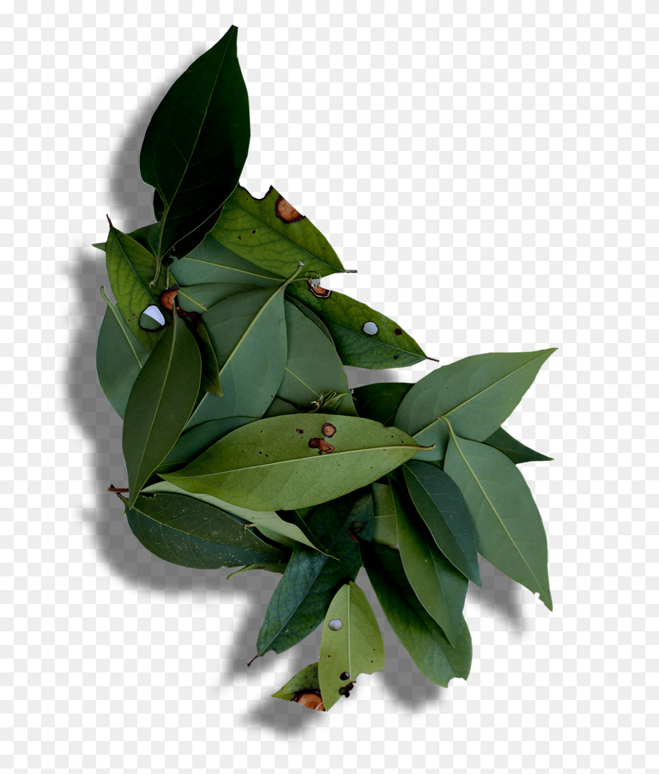 Leaves Buttonbush, Leaf, Plant, Tree Png