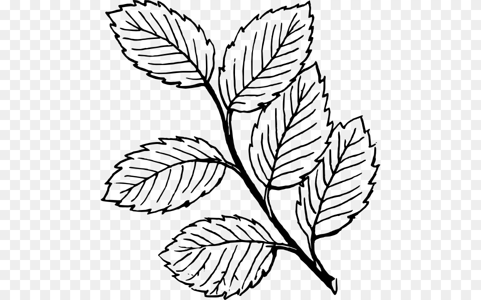 Leaves Clip Art, Leaf, Plant, Drawing, Animal Free Png
