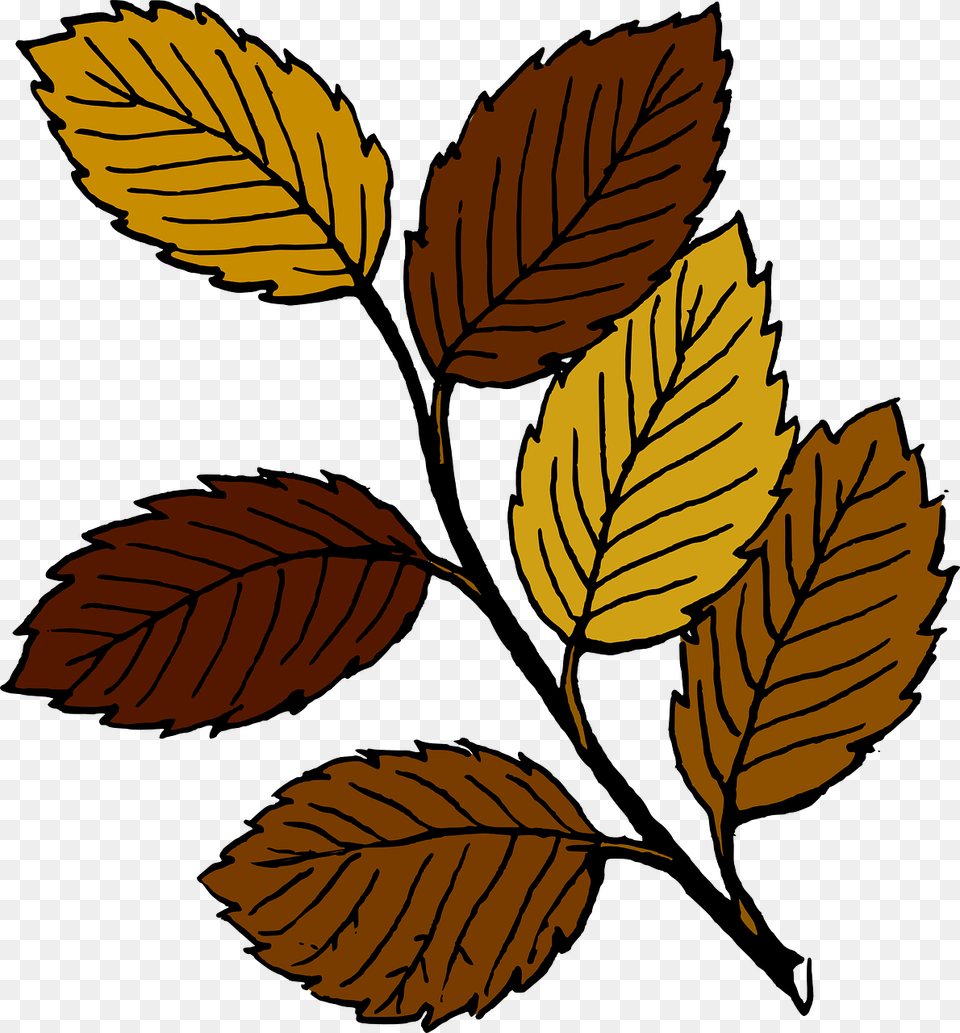 Leaves Clip Art, Leaf, Plant, Tree Png Image