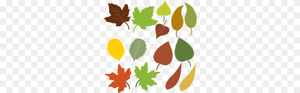 Leaves Clip Art, Leaf, Plant, Tree, Oak Png Image