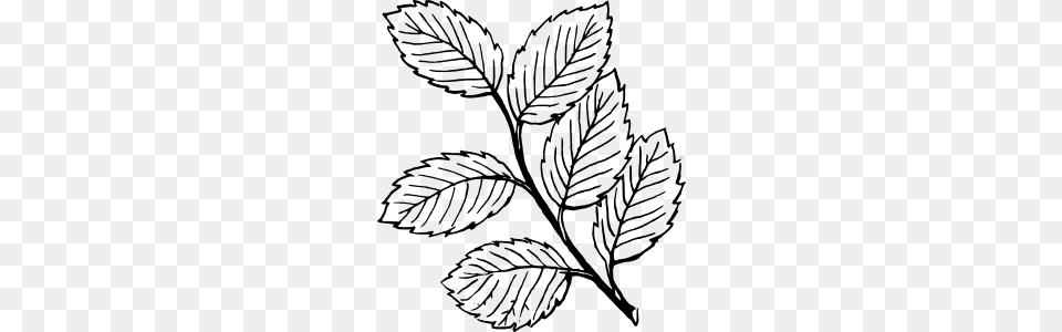 Leaves Clip Art, Leaf, Plant, Animal, Drawing Free Transparent Png
