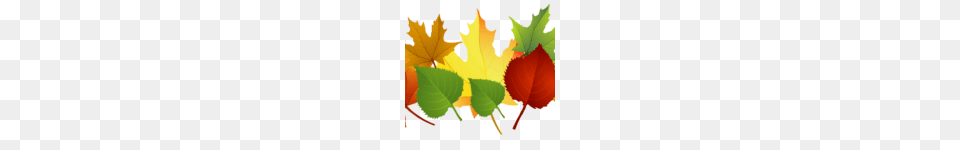 Leaves Clip Art Leaf, Plant, Maple Leaf, Tree Free Transparent Png