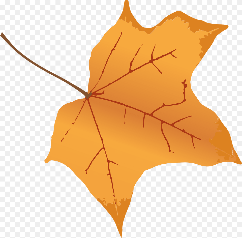 Leaves Clipart, Leaf, Maple Leaf, Plant, Tree Free Transparent Png