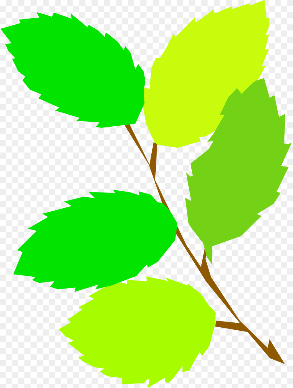 Leaves Clipart, Green, Leaf, Plant, Herbal Png