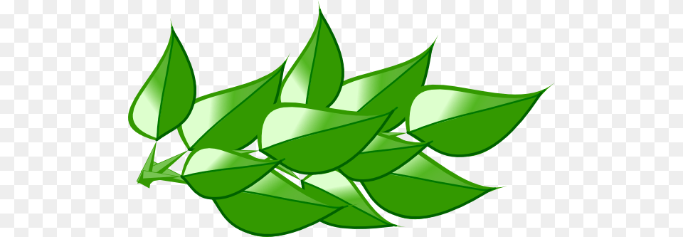 Leaves Clipart, Leaf, Green, Herbal, Herbs Png