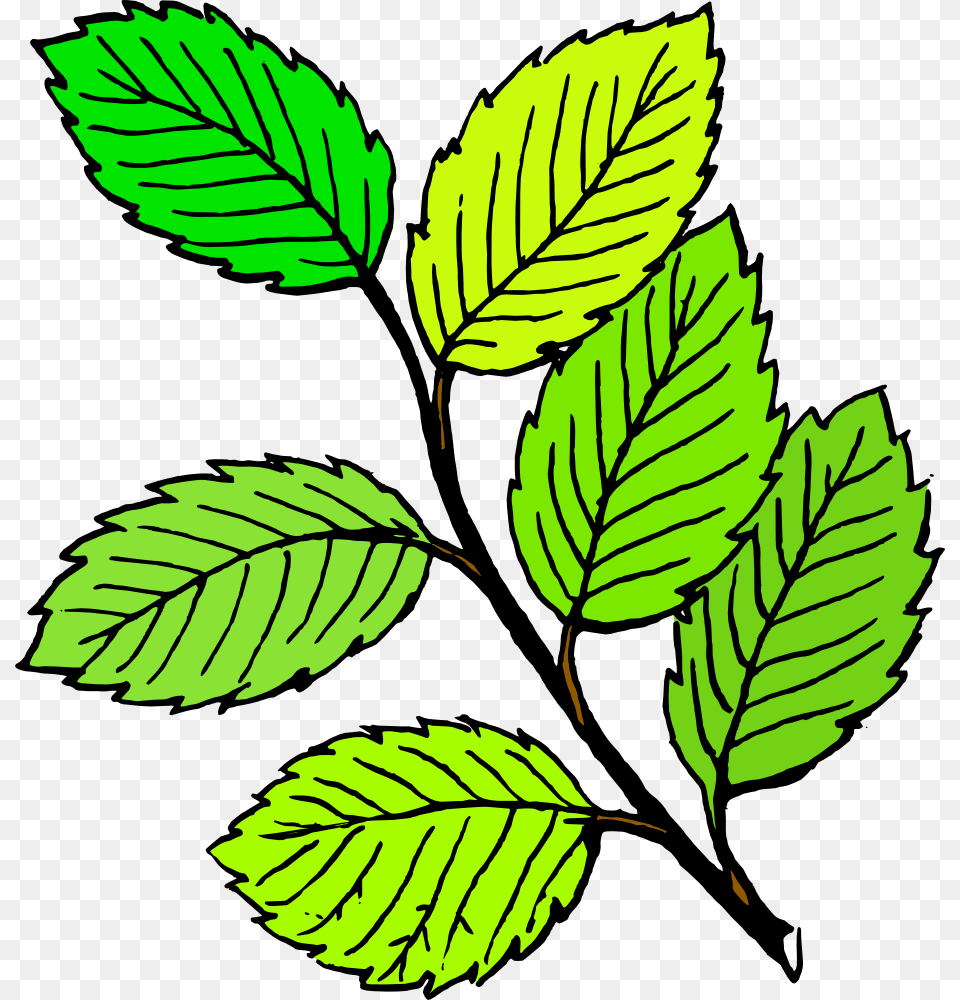 Leaves Clipart, Leaf, Plant, Herbs, Mint Png Image