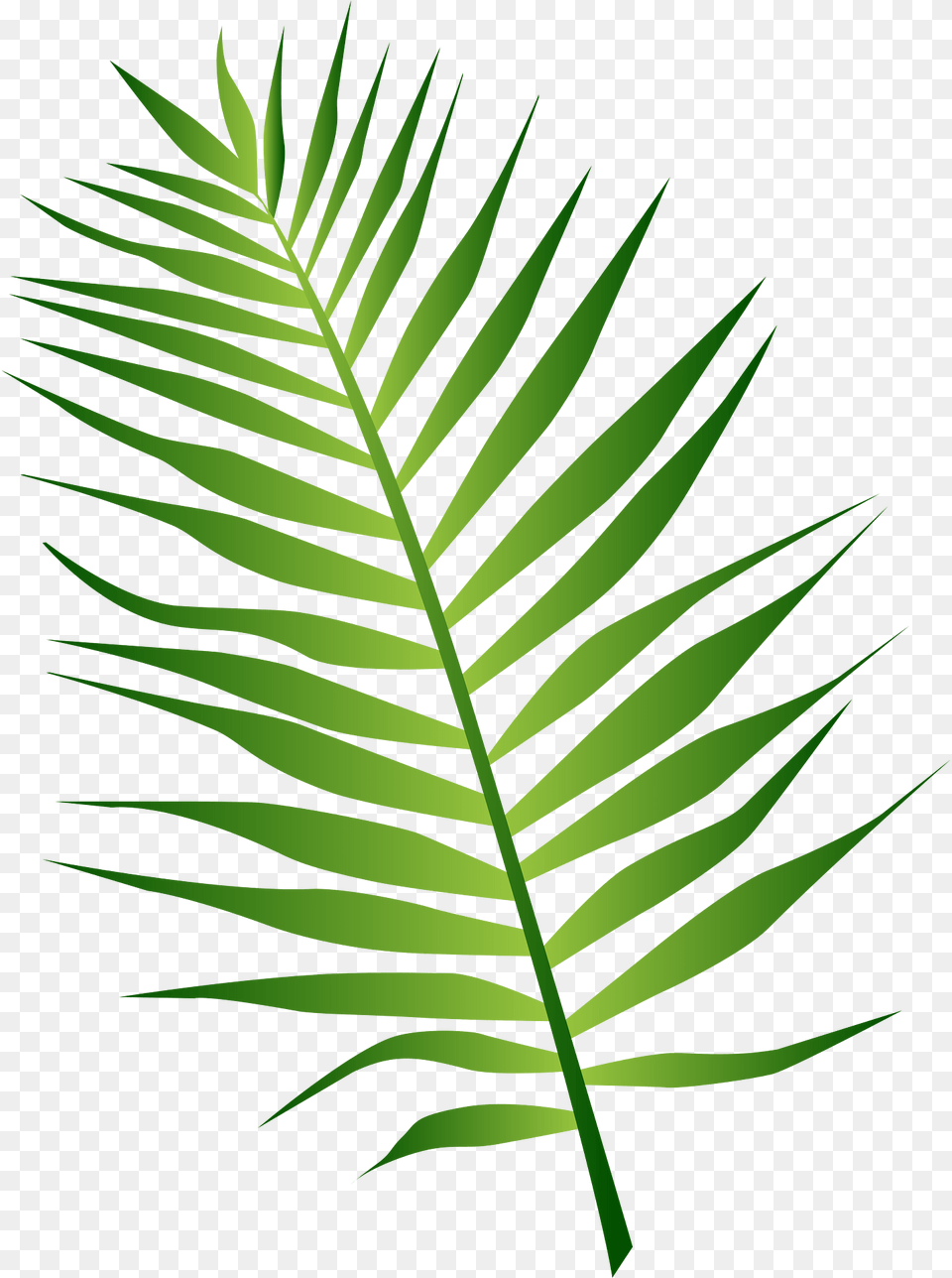 Leaves Clipart, Fern, Green, Leaf, Plant Png