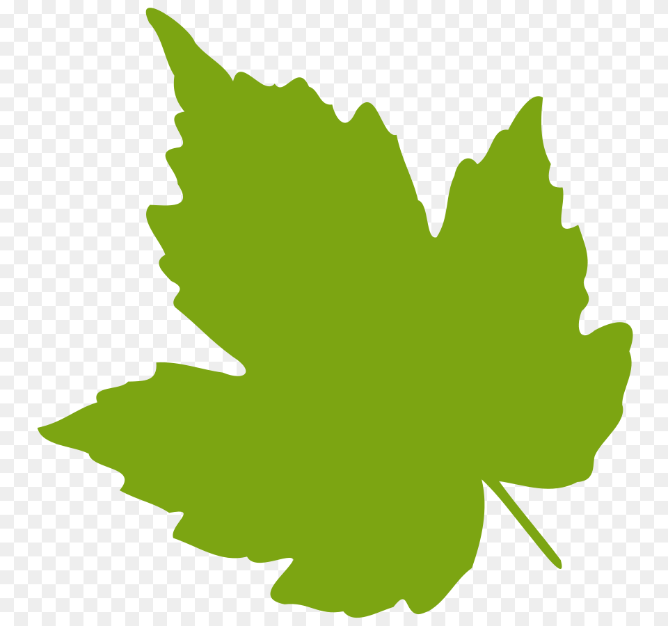 Leaves Clipart, Leaf, Plant, Maple Leaf, Person Png Image