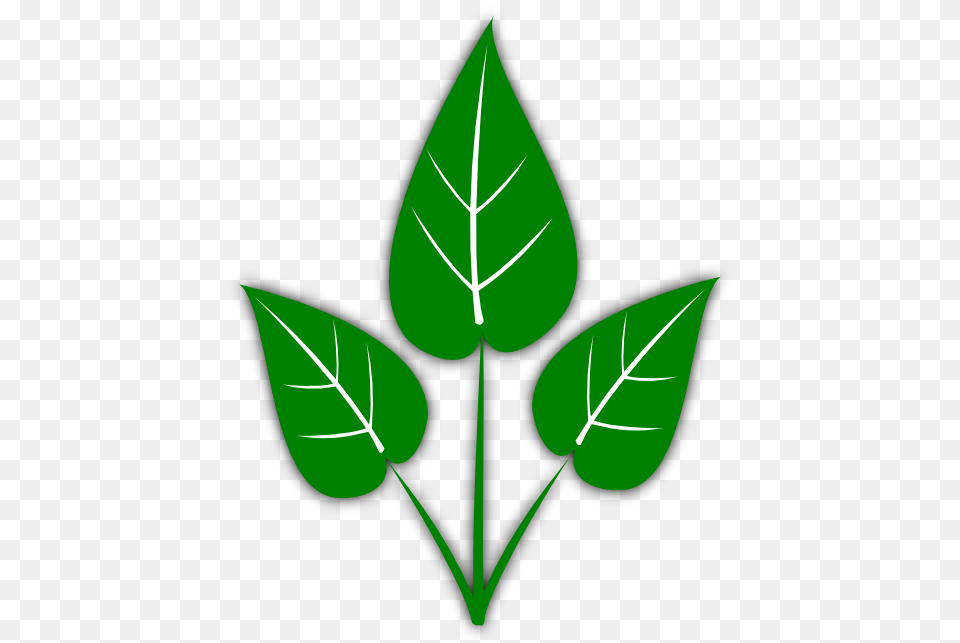 Leaves Clipart, Leaf, Plant, Herbal, Herbs Png Image