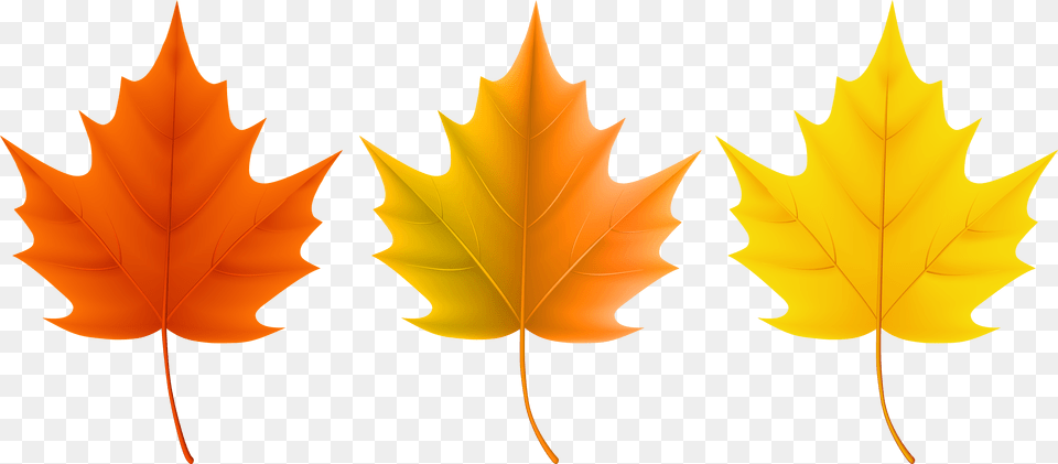 Leaves Clipart Autumn Leaves Colors, Leaf, Plant, Tree, Maple Leaf Png Image