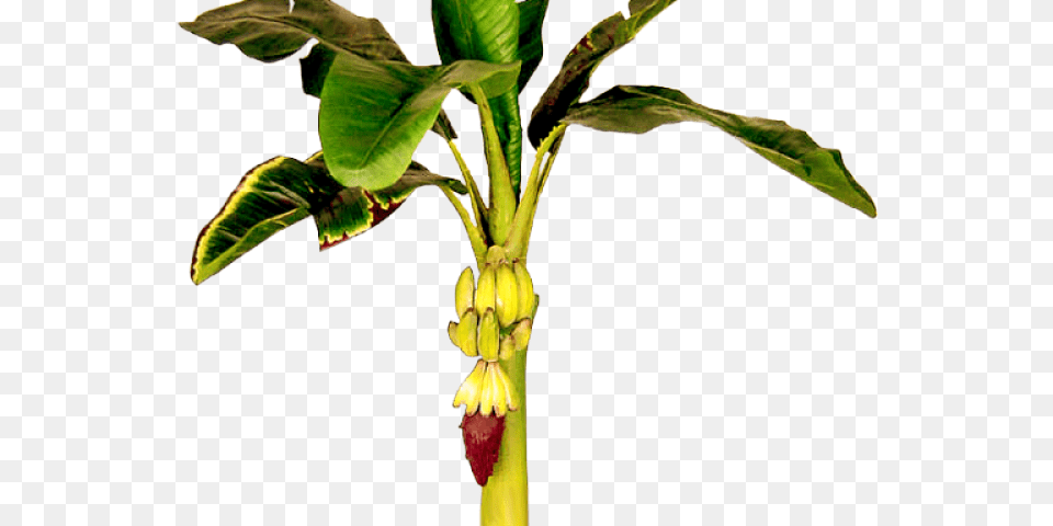 Leaves Clipart Banana Tree Bhogi Images In Telugu 2019, Food, Fruit, Leaf, Plant Png Image