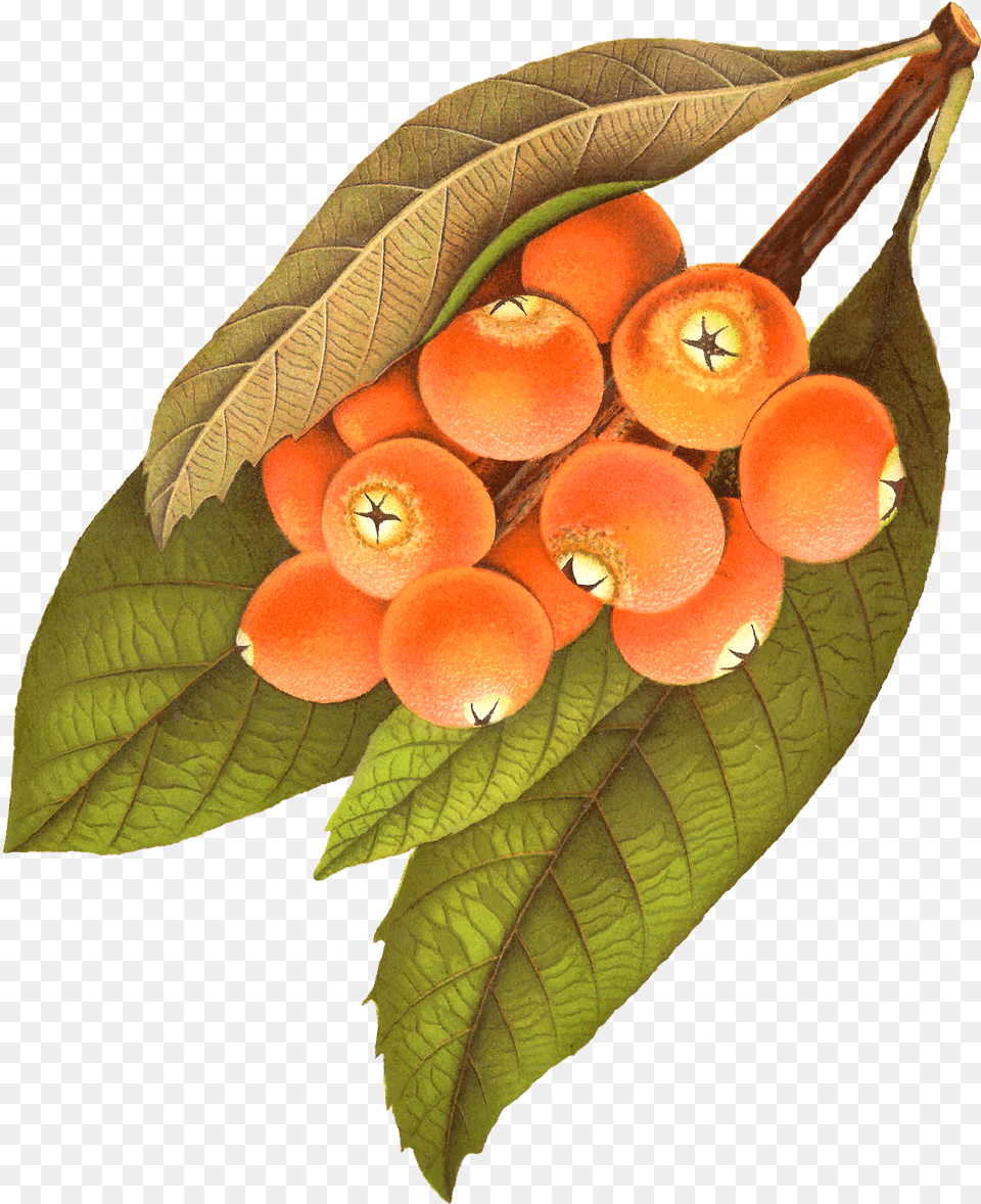 Leaves Clipart Berry Berry Illustration Vintage, Food, Fruit, Leaf, Plant Png