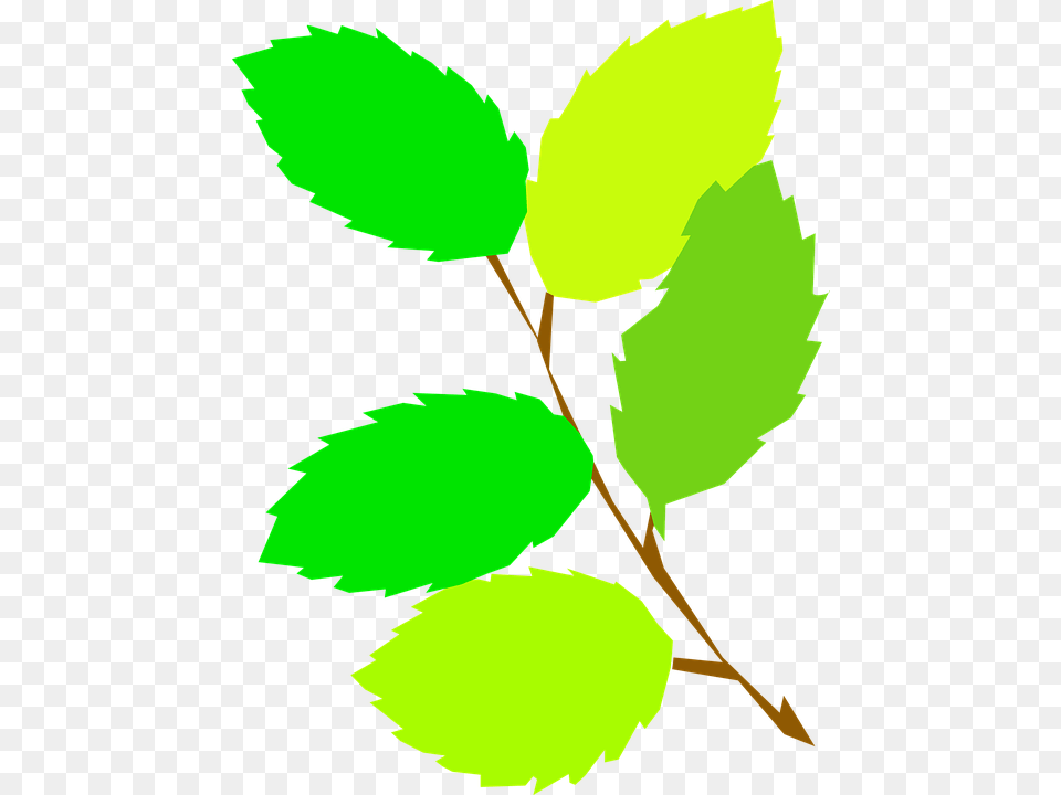 Leaves Clipart Branch, Leaf, Plant, Person, Herbal Free Transparent Png
