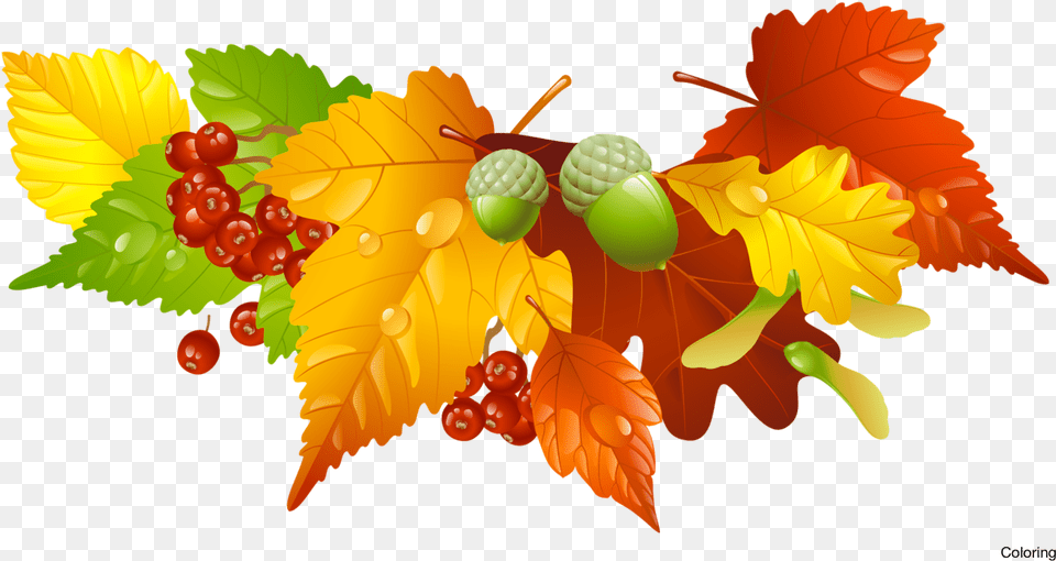 Leaves Clipart Clip Art Fall Autumn Clipart, Food, Leaf, Nut, Plant Free Png