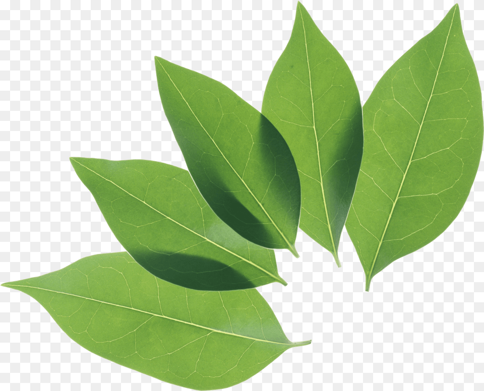 Leaves Clipart Coca Plant Leaf, Tree Free Png