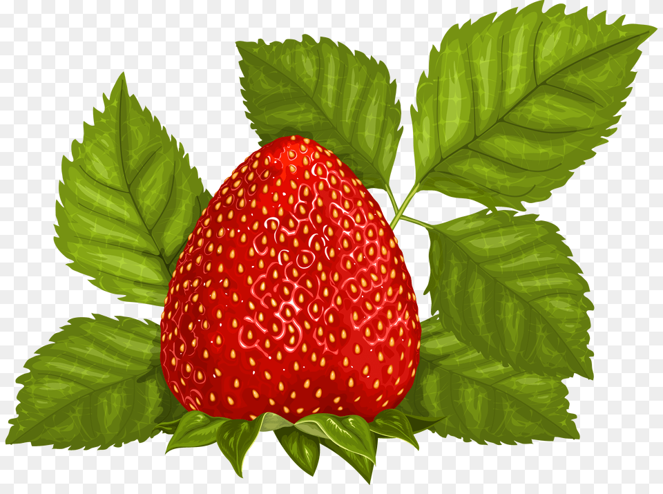 Leaves Clipart Collection, Berry, Food, Fruit, Plant Free Transparent Png
