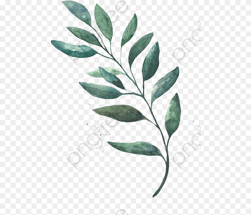 Leaves Clipart Green Leaf Background Watercolor Leaves Background, Herbal, Herbs, Plant, Annonaceae Free Transparent Png