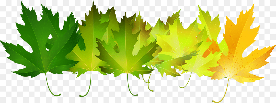 Leaves Clipart Green Transparent Free For Autumn Leaf Png