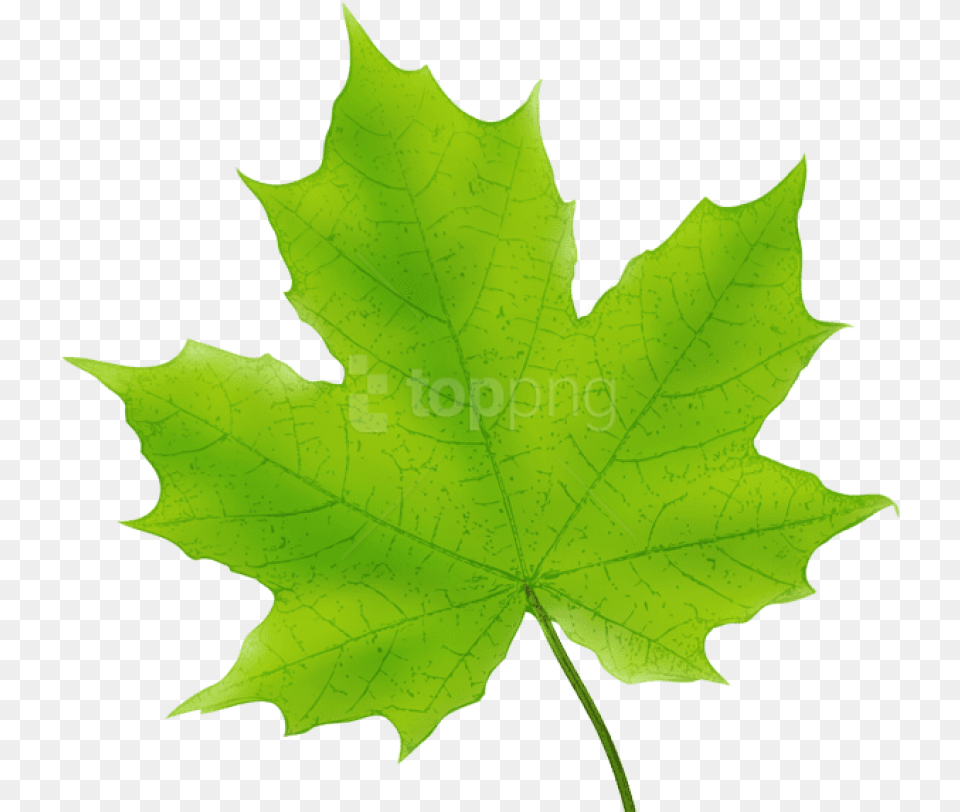 Leaves Clipart Maple Green Maple Leaf Clipart, Plant, Tree, Maple Leaf Free Png