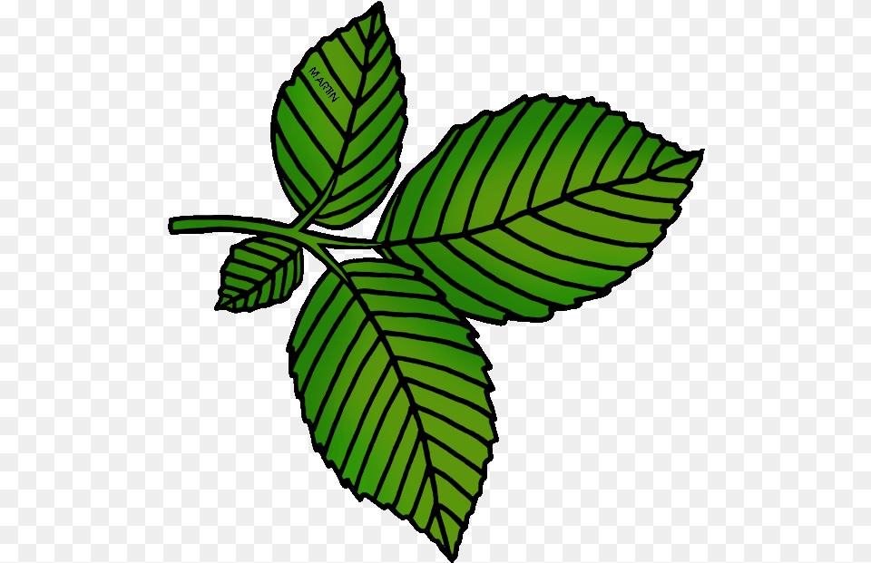 Leaves Clipart Tobacco Leaf Cartoon Elm Leaf, Plant, Animal, Reptile, Snake Png Image