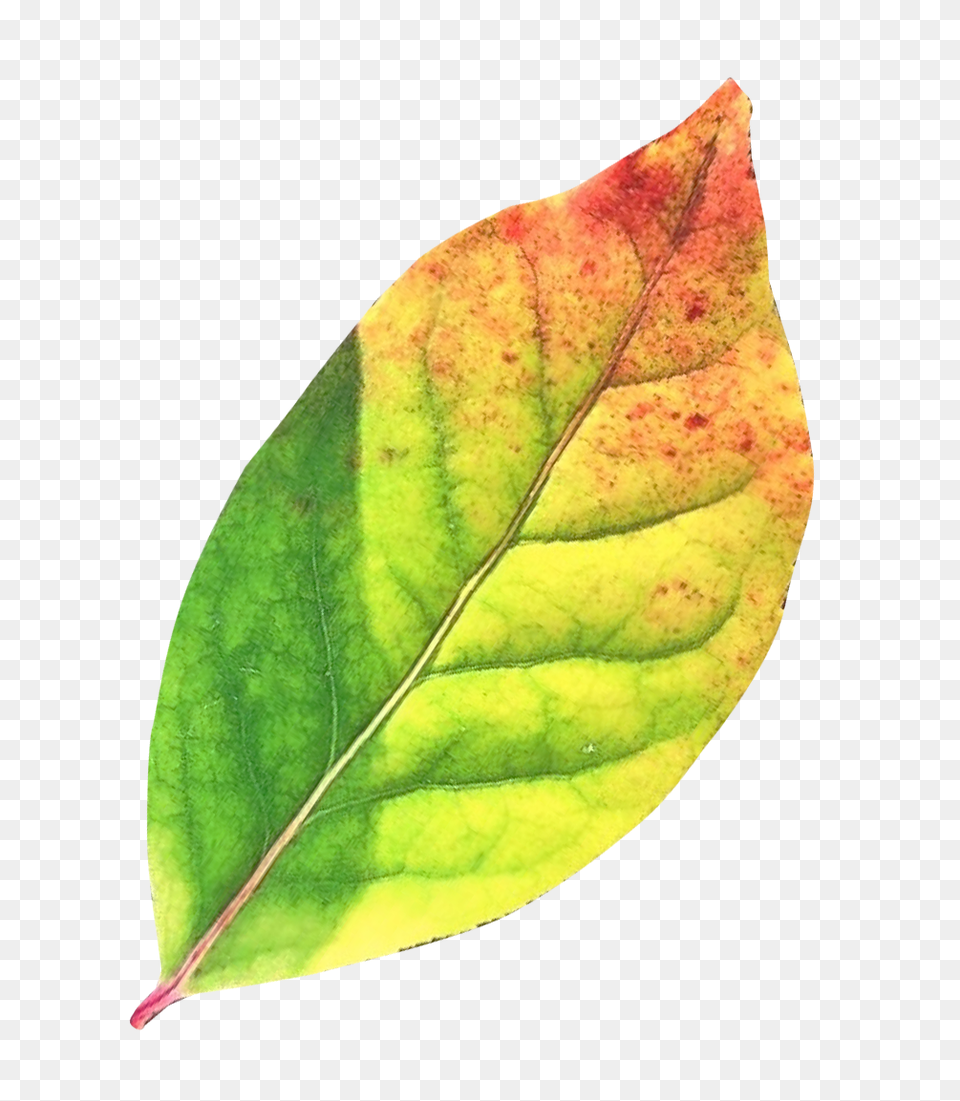 Leaves Comemories Green Fall Leaves, Leaf, Plant, Tree Png Image