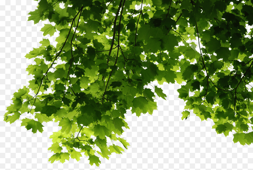 Leaves Corner, Green, Leaf, Maple, Oak Free Png Download