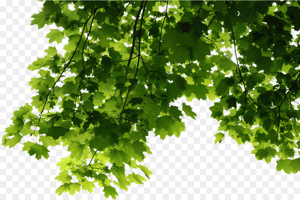 Leaves Corner Trees Leaves, Green, Leaf, Maple, Oak Free Png