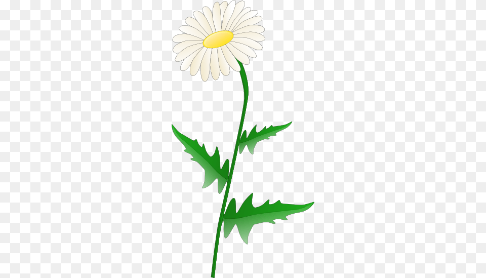 Leaves Daisy Clipart Explore Pictures, Flower, Plant, Animal, Fish Png