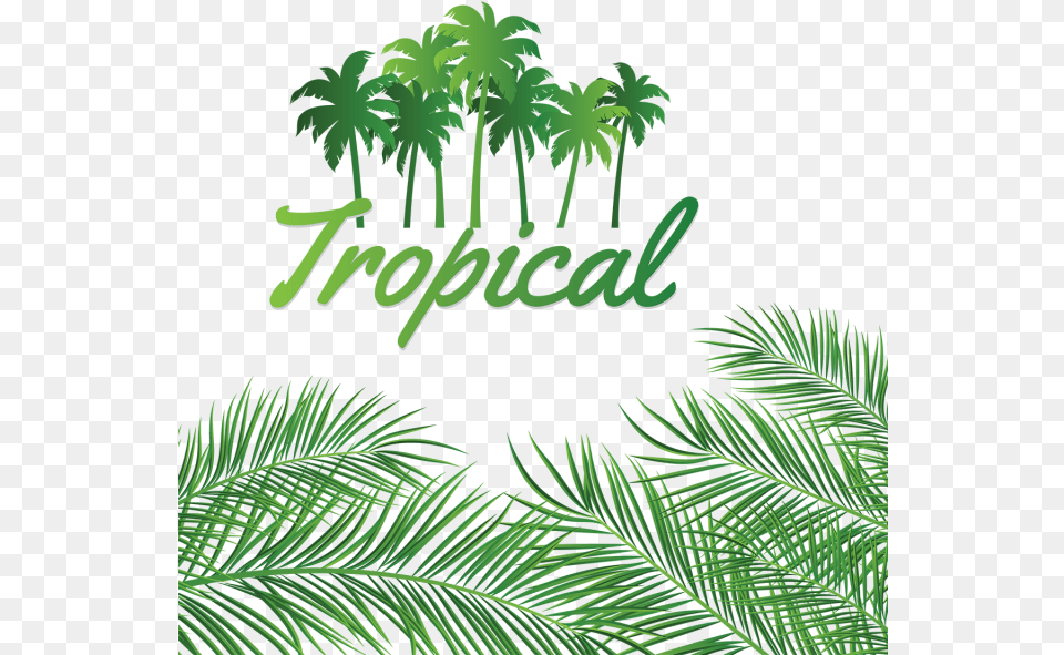 Leaves Decoration With Tropical Coconut Background Linux Networking, Green, Vegetation, Tree, Rainforest Free Png Download