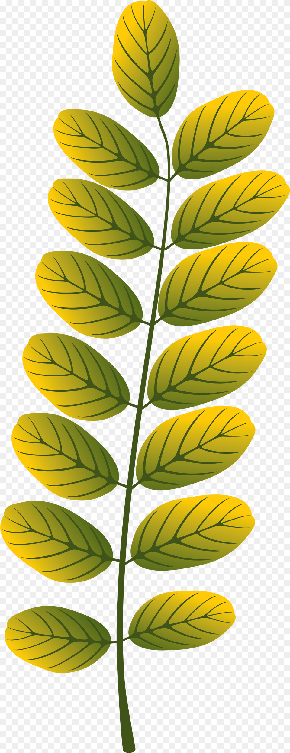 Leaves Designing, Green, Leaf, Plant, Vegetation Free Png Download