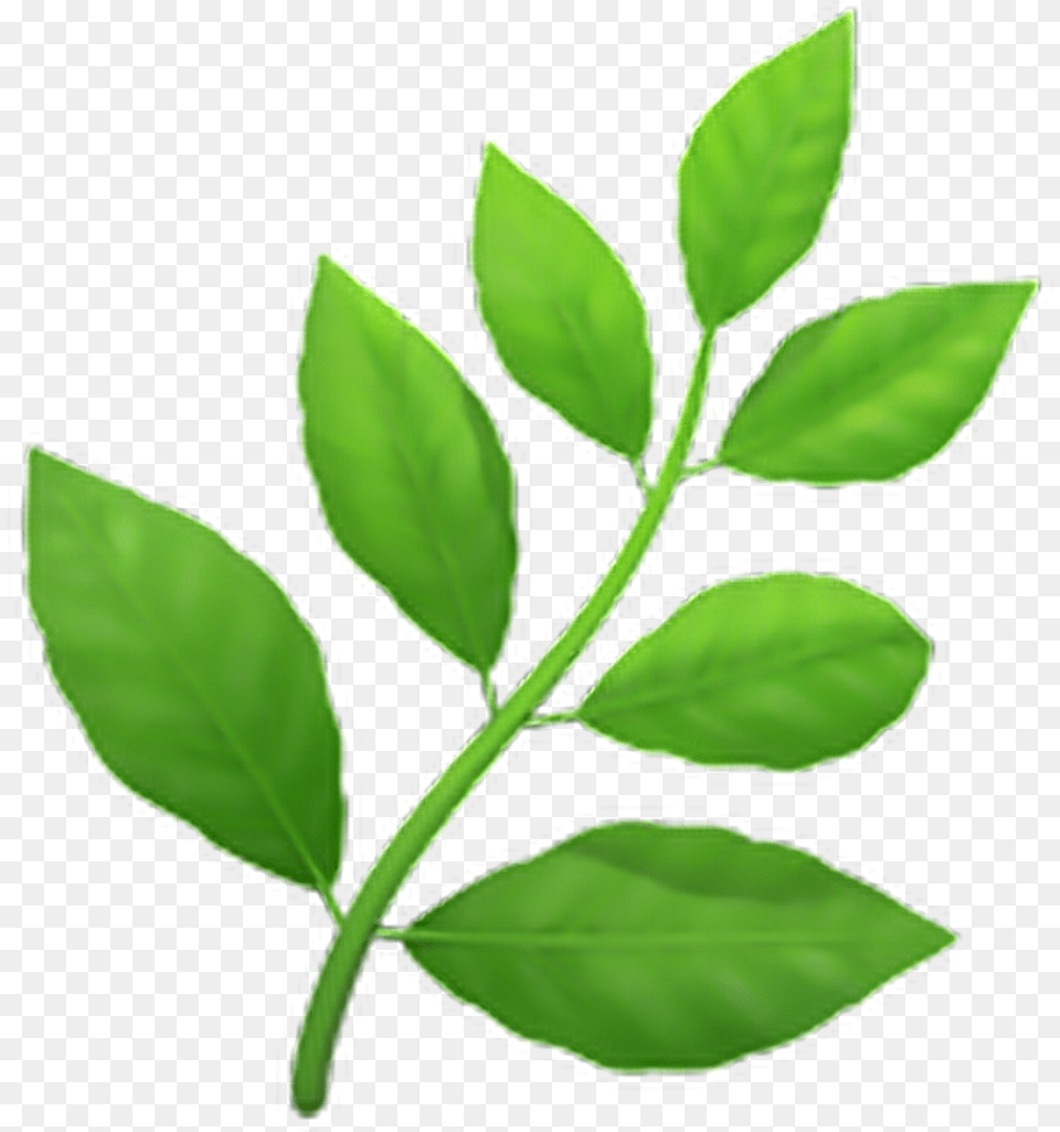 Leaves Emoji Emoticon Iphone Iphoneemo Iphone Herb Emoji, Herbal, Herbs, Leaf, Plant Png Image