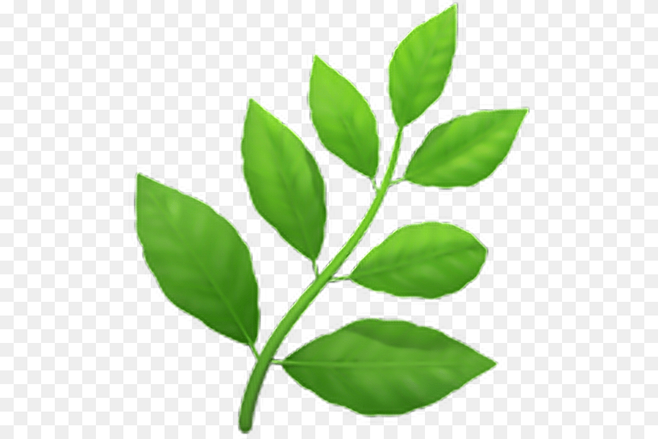 Leaves Emoji Leaves Emoji Emoticon Iphone Iphoneemo, Herbal, Herbs, Leaf, Plant Free Png