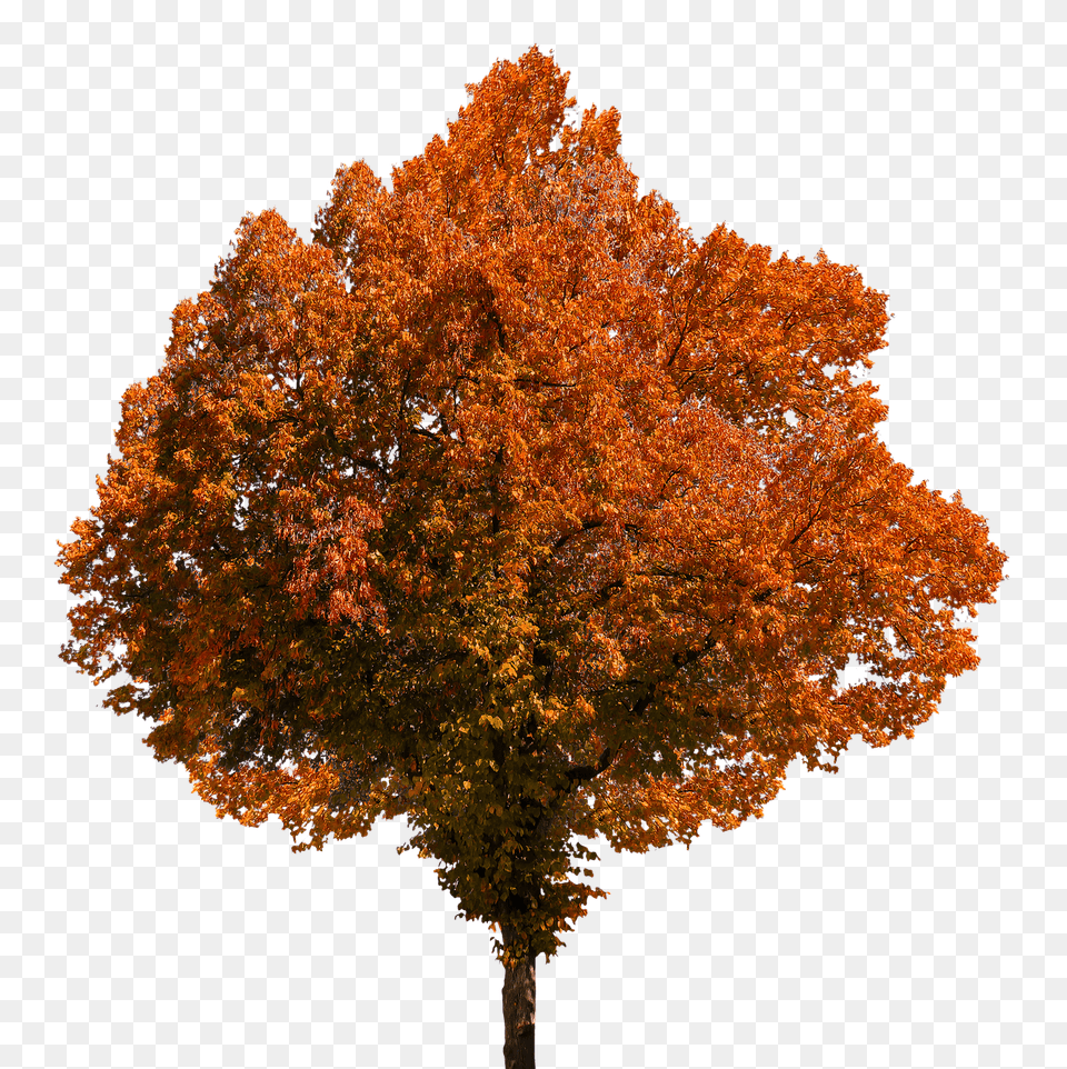 Leaves Fall Foliage Autumn Co Fall Tree Fall, Leaf, Maple, Plant Free Transparent Png